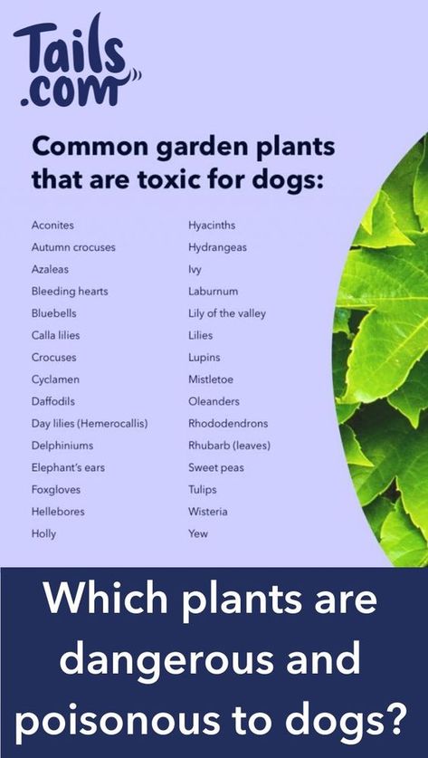 A list of common garden plants that are toxic for dogs. Dangerous Plants For Dogs, Poisonous Plants For Dogs, Dog Friendly Garden Ideas, Dog Garden Ideas, Plants Poisonous To Dogs, Plants Toxic To Dogs, Toxic For Dogs, Dog Friendly Plants, Dog Friendly Garden