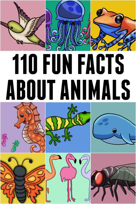 Discover a captivating collection of fun facts about animals that will leave you amazed and entertained. Animal Fun Facts, Amazing Facts About Animals, Weird Animal Facts, Animal Facts Interesting, Animal Facts For Kids, Facts About Animals, Blue Tongue Skink, Fun Facts For Kids, Fun Facts About Animals