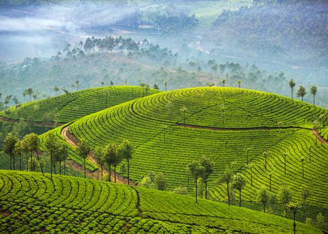 Spice up your bucket list with these underrated cities, islands, and countries that deliver a whole new world of bucket list travel. Spice Garden, Kerala Tourism, Western Ghats, Budget Travel Destinations, Munnar, Kerala India, Beautiful Places To Visit, India Travel, Canvas Home