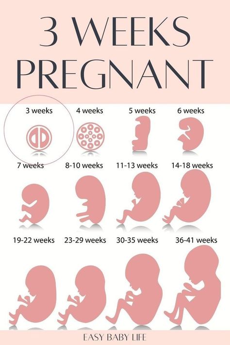 Are you trying to get pregnant or in early pregnancy? Bookmark this detailed pregnancy guide to your pregnancy week by week! All about being 3 weeks pregnant, including belly facts, baby size and development,  pregnancy symptoms, and to-do list. Following the pregnancy weeks for all trimesters of pregnancy is amazing for a new mom! (Also good for mamas who like: pregnancy tips, pregnancy advice, pregnancy stages, pregnancy months, first trimester pregnancy, getting pregnant, first pregnancy) 3 Weeks Pregnant, Pregnancy Weeks, 9 Weeks Pregnant, 25 Weeks Pregnant, Third Trimester Pregnancy, Pregnancy Facts, Pregnancy Week, Prenatal Classes, Pregnancy Info