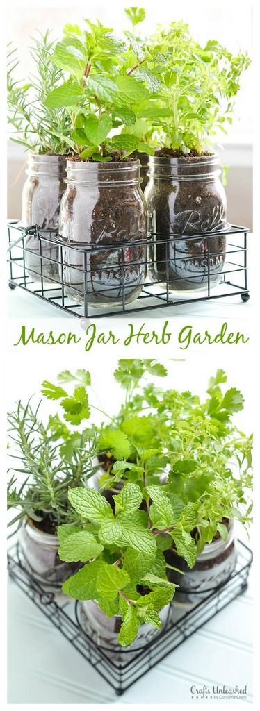 ขวดโหล Mason Jar, Jar Herb Garden, Mason Jar Herbs, Mason Jar Herb Garden, Amazing Plants, Grow Herbs, Diy Herb Garden, نباتات منزلية, Indoor Herb Garden