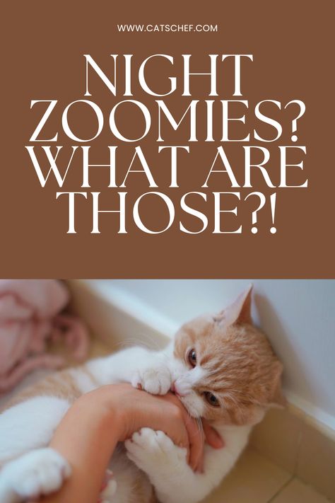 “What kind of evil ritual is this?” You’ve probably asked yourself this many times after witnessing your cat frantically running around your home. And for no apparent reason. Night zoomies in cats refer to that weird, energetic behavior they usually display in the evening or at dusk. In that stage, cats get a sudden burst of energy and start to run around, jump or even bite unprovoked. #catschef #cat #cats #kitten #kittens #catlover #catlovers #catlife #catoftheday #meow #pets Cat Biting, Cat Run, Bite Me, Cat Behavior, How To Start Running, My Cat, What You Can Do, Me When, Cat Life