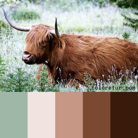 Scottish Cow -   A warm calm palette from the hair of a Scottish Highlander Cow.  - Download the swatches now! Cow Color Palette, Scottish Highlands Color Palette, Scottish Color Palette, Scotland Color Palette, Highland Heather Color Combo, Scottish Colourists, Scottish Cow, Cow Colour, Scottish Highland Cow