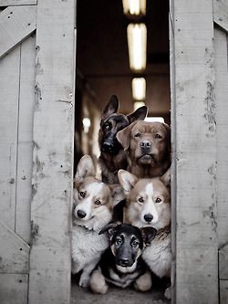 Dog gang funny cute animals dogs country look barn gang Airedale Terrier, Appaloosa, Blue Heeler, Quarter Horse, Sweet Animals, Baby Dogs, 귀여운 동물, Border Collie, Animals Friends