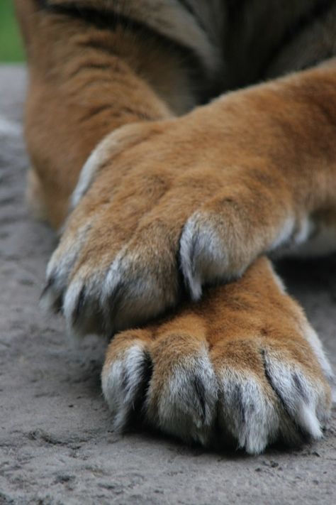 Tiger Paws Reference, Odd Animals, Paw Drawing, Tiger Claw, Study Stuff, Tiger Artwork, Tiger Drawing, Animal Action, Cat Anatomy