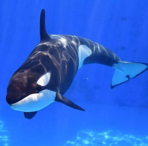 Orca Whale, Animal References, Marine Biology, Killer Whales, Ocean Creatures, Marine Animals, Ocean Animals, Sealife, Ocean Life