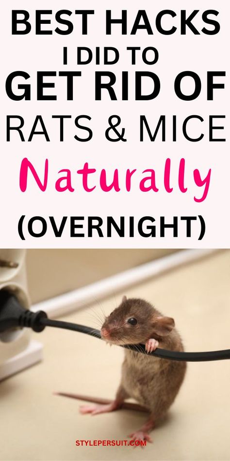 Discovering rats or mice in your home can be distressing, but there are effective methods to deter these pests without resorting to harmful chemicals or expensive exterminators. One popular approach is to utilize natural repellents and smart tricks to drive rodents away. Click to explore an overnight trick to get rid of rats in your home, along with additional mice repellent tips and tricks to keep your living space rodent-free. Home Remedies For Mice, Diy Mice Repellent, Mouse Deterrent, Get Rid Of Rats, Repellent Diy, How To Deter Mice, Rat Infestation, Rat Repellent, Rats And Mice