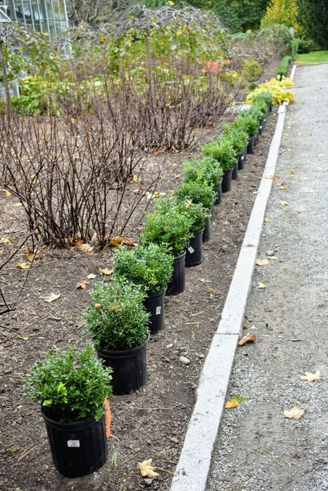 The Martha Stewart Blog : Blog Archive : A Boxwood Border in Front of My Greenhouse Boxwood Border, Colonial Landscaping, Front Yard Hedges, Boxwood Landscaping, Bedford New York, Park Fountain, Boxwood Garden, Craftsman Exterior, Front Landscaping