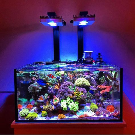 Reef Tank Aquascaping, Saltwater Aquarium Setup, Coral Aquarium, Coral Reef Aquarium, Amazing Aquariums, Cool Fish Tanks, Saltwater Fish Tanks, Reef Tanks, Fish Tank Design