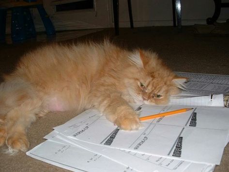 Cat Doing Homework, Cat Studying, Homework Meme, Cat Writing, Homework Aesthetic, Cats Being Weird, Baby Cats Cute, Cat Pictures Cute, People And Cats