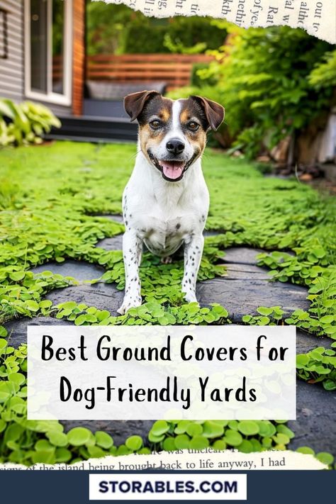 Looking for a dog-friendly ground cover for your yard? We've got you covered! Check out these top picks that are durable, safe, and beautiful. Visit storables.com for more tips. #DogLovers #PetSafe #Gardening #Landscaping #DIY Create the perfect garden office with these functional and stylish design tips. Transform your outdoor space into a productive workspace! #GardenOffice #HomeOfficeIdeas #OutdoorWorkspace #WorkFromHome Pet Safe Landscaping Yards, Backyard Landscape With Dogs, Small Dog Friendly Backyard, Gardens For Dogs, Backyard Designs For Dogs, Pet Friendly Lawn Alternatives, Pet Friendly Garden Ideas, Landscaping With Dogs In Mind, Pet Friendly Ground Cover