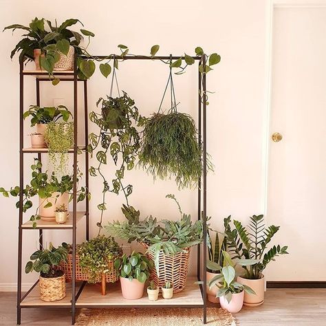 The Warehouse on Instagram: “Garment rack or plant stand? Either way, we're in love 💚🌱🙌 @plantprojectnz” Plant Stand Apartment, Clothes Rack Plant Stand, Plant Stand Ideas Indoor Living Rooms, Industrial Plant Stand, Plant Stands For Large Plants, Clothing Rack Plants, Hanging Plant Stand Indoor, Renter Friendly Plant Display, Wall Plant Stand