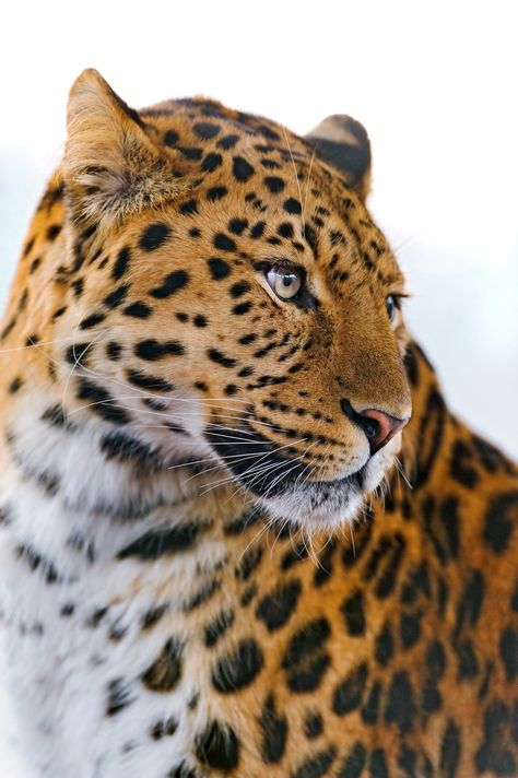 https://flic.kr/p/bDHohb | Leopard looking on the side | I also like this portrait! Amur leopards are so pretty! :) Close Up, Red, White