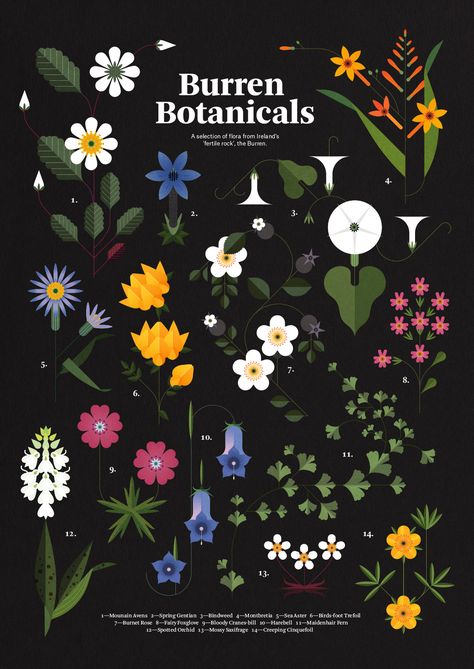 Sally Caulwell, Illustration Infographic, Flower Graphic Design, Illustration Botanique, Illustration Agency, Flower Graphic, Plant Illustration, Flat Illustration, Flower Illustration