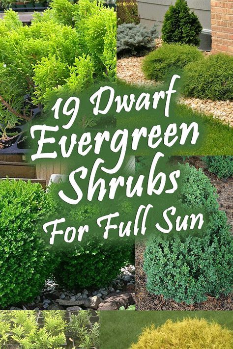 19 Dwarf Evergreen Shrubs For Full Sun - Garden Tabs Evergreen Shrubs Full Sun, Shrubs For Full Sun, Frontyard Landscape Layout, Landscaping Patio, Full Sun Garden, Shrubs For Landscaping, Full Sun Shrubs, Evergreen Landscape, Front Yard Plants