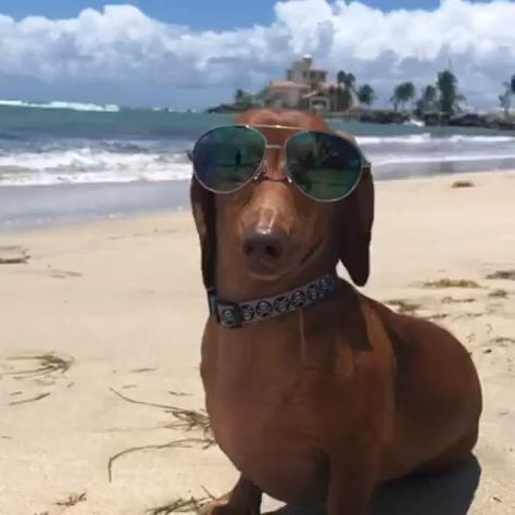 Dachshund Dog Lifestyle High Dog, Pet Lifestyle, Dog Luxury, Dog Lifestyle, Red Dachshund, Weenie Dog, Beach Dog, Beach Video, Dog Top