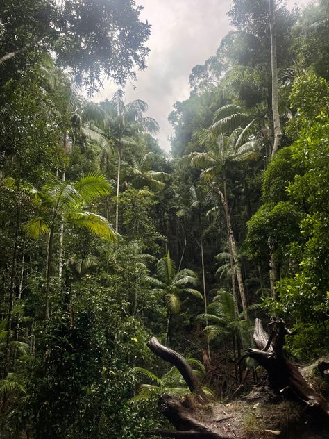 Fraser Island Aesthetic, North America Aesthetic, Queensland Rainforest, Rainforest Australia, Ventura Highway, Fraser Island Australia, Australian Road Trip, Fraser Island, 2025 Vision