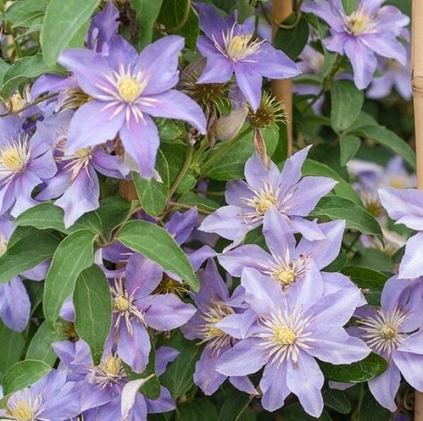 Lavender Clematis, Clematis Varieties, Climber Plants, Purple Clematis, Clematis Montana, Flower Board, Clematis Plants, Light Purple Flowers, Clematis Flower