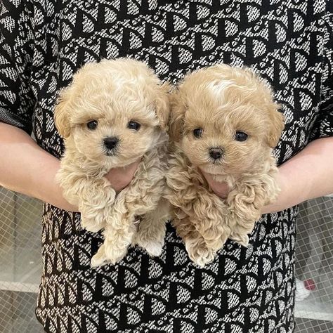 Toy Poodle Puppies For Sale near me in USA Toy Poodle Puppies For Sale Near Me, Pekepoo Puppies, Tea Cup Puppies, Teacup Poodles For Sale, Toy Poodles For Sale, Cute Puppies For Sale, Big Dogs Breeds, Malti Poo, Biggest Dog In The World