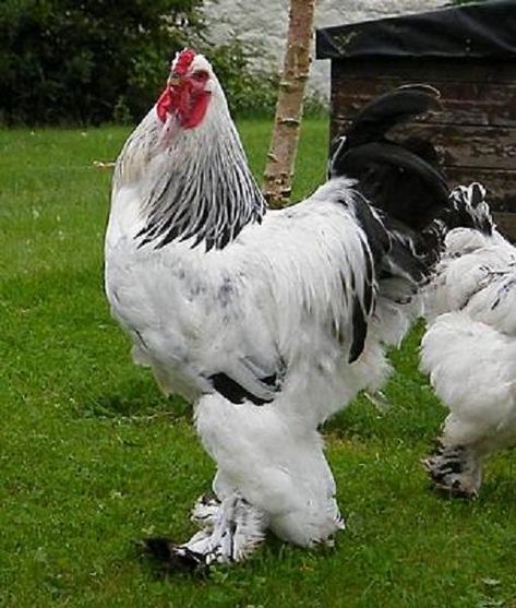 Gallina brahma Light Brahma Chicken, Brahma Rooster, Light Brahma, Brahma Chicken, Fluffy Chicken, Fancy Chickens, Chicken Bird, Beautiful Chickens, Hen Chicken