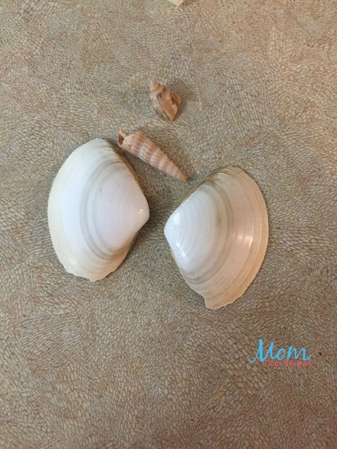 Sea Shell Animals, Shell Crafts For Kids, Seashell Crafts Kids, Seashell Animals, Beach Crafts For Kids, Beautiful Seashells, Shell Animals, Beach Craft, Shell Ideas