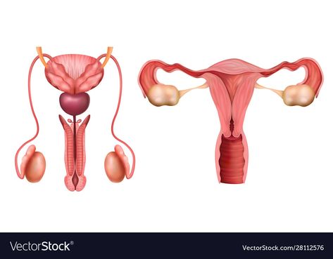 Reproductive System Drawing, Reproductive System Project, Male And Female Reproductive System, Female Reproductive System Anatomy, Medicine Art, Male Reproductive System, Anatomy Images, Systems Art, Funny Hamsters