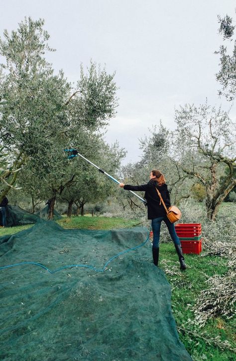 Olive Harvesting, Greece Museum, Olive Picking, Agriculture Photography, Commercial Farming, Olive Harvest, Big Farm, Olive Gardens, Farm Style