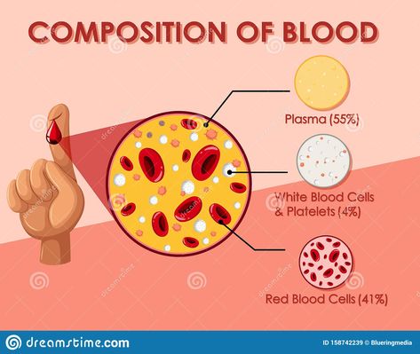 Cell Illustration, Cardstock Paper Crafts, Microbiology Study, Biology Diagrams, Cell Diagram, Blood Components, Health Teacher, Blood Plasma, Basic Anatomy And Physiology