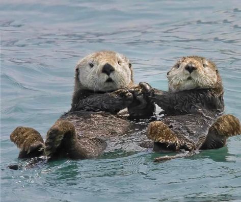 Sea Otters Holding Hands, Otter Facts, Sea Otter Art, Otter Drawing, Otter Tattoo, Otters Holding Hands, Sea Life Painting, Otter Art, Otters Cute