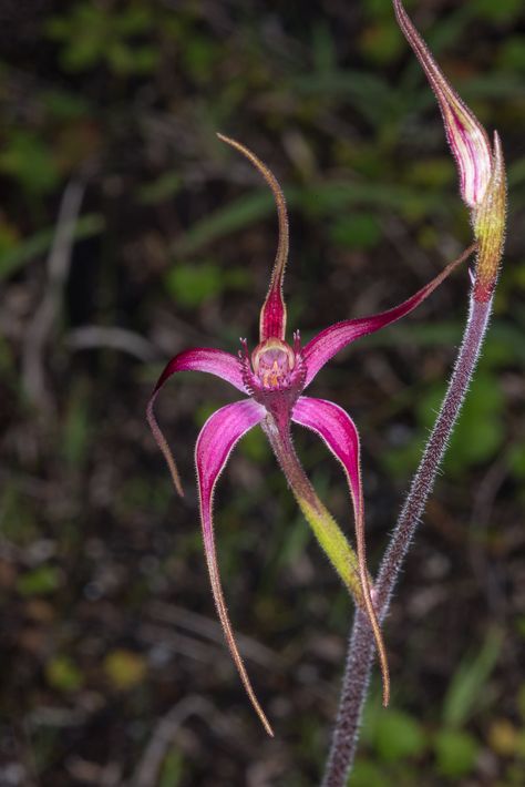 Western Australian Native Orchids — Jak and Corinne Australian Orchids, Australian Native Orchids, Native Hibiscus Australian, Australia Native Flowers Painting, Flying Duck Orchid, Native Violet Australia, Orchid In The Wild, Australian Wildflowers, Yellow Orchid