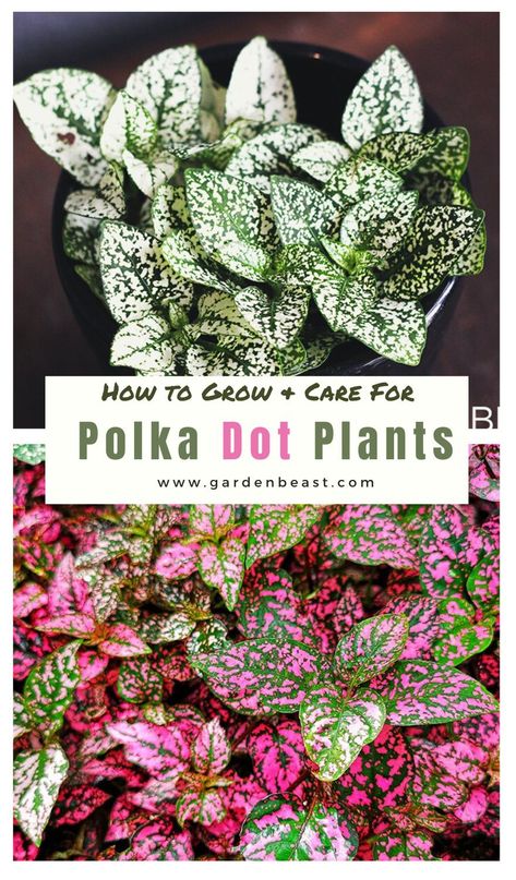 Read our complete guide to the Polka Dot plant for everything you will ever need to know! Tips for planting and caring for Polka Dot Plants | polka dot plant care | indoor polka dot plant | outdoors polka dot plants | polka dot plant propagation | polka dot plant container | hypoestes phyllostachya care | pink hypoestes phyllostachya #hypoestesphyllostachyahouseplant #polkadotplant Polka Dot Plant Propagation, Hypoestes Plant, Polka Dot Plant Care, Wedding Decorations Garden, Hypoestes Phyllostachya, Polka Dot Plant, Nerve Plant, Gardening Design, Red Plants