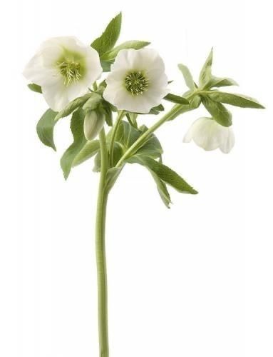 Hellebore White White Hellebore, Mug Noel, Easter Green, Weddings 2024, Garden Purple, Flower Foliage, Single Flowers, Spring Awakening, Christmas Rose