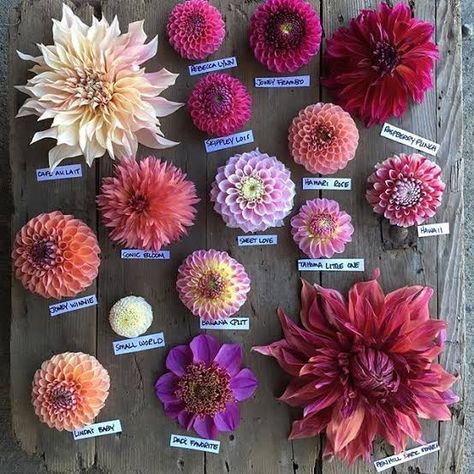 Funny Vine, Bouquet Images, Dahlia Bouquet, Dahlias Garden, Growing Dahlias, Cut Flower Garden, Garden Images, Pink Garden, Beautiful Flowers Garden