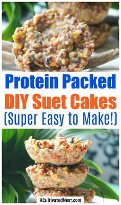 How To Make Suet, Homemade Suet For Birds, How To Make Suet Cakes For Birds, No Melt Suet Cakes For Birds, Diy Bird Food Recipes, Suet Cakes For Birds Recipes, Diy Suet Cakes, Suet Cakes For Chickens, Bird Diy Crafts