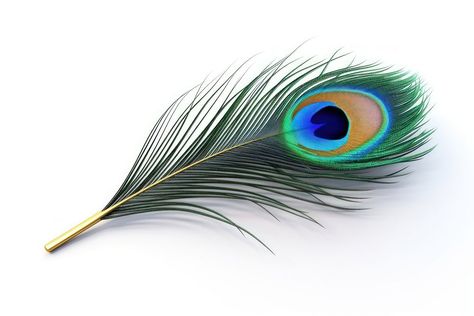 Feather peacock animal bird. AI generated Image by rawpixel. | premium image by rawpixel.com Feather Of Peacock, Best Photography Logo, Feather Peacock, Chatrapati Shivaji, Feather Illustration, Peacock Photos, Animal Body Parts, Peacock Feather Tattoo, Feather Photography