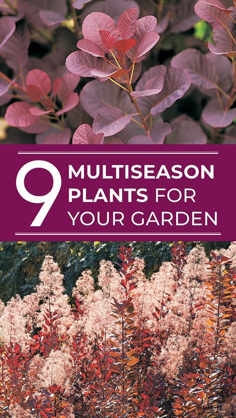 Blooming Perennials, Sun Perennials, Gardening Trends, Winter Plants, Plant Guide, Garden Care, Perennial Garden, Easy Garden, Planting Herbs