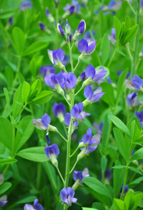 Baptisia australis flower Flower Lemonade, Blue Wild Indigo, Summer Flowering Plants, Blue Locs, False Indigo, Baptisia Australis, Wild Indigo, Garden Tattoo, Pollinator Plants