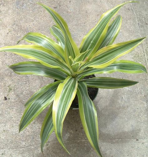 Yucca Plant Indoor, Dracaena Fragrans, Low Light House Plants, Popular House Plants, Indoor Plants Low Light, Low Light Indoor Plants, Broadleaf Evergreen, Dracaena Plant, Tropical House Plants