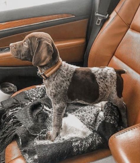 Gsp Dogs, Gsp Puppies, German Shorthaired Pointer Dog, Cute Dogs Images, Farm Dogs, Pointer Dog, Hapkido, Cute Animals Puppies, Very Cute Dogs