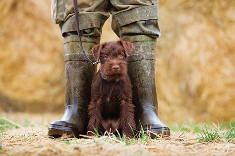 Working Dogs Farm, Farm Dogs Breeds, Best Farm Dogs, Louisiana Catahoula Leopard Dog, Leonberger Dog, Dog Den, Kangal Dog, Working Dogs Breeds, Patterdale Terrier