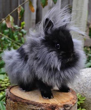 This is ridiculously adorable!! He looks JUST LIKE SAM!!! <3 <3 I need one....  Double-Maned Lionhead Rabbit Black Lionhead Bunny, Lionhead Rabbit, Rabbit Black, Black Rabbit, Rabbit Care, Pet Bunny, Bunny Pictures, Bunny Lovers