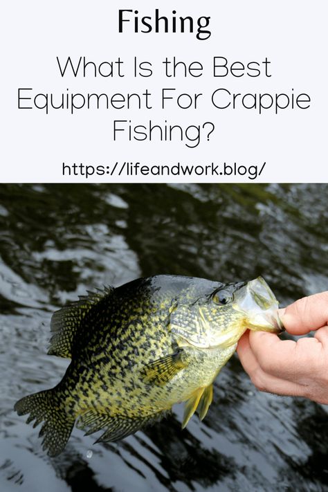 What Is the Best Equipment For Crappie Fishing? Crappie Lures, Fishing Worms, Crappie Fishing Tips, Lake Texoma, Rooster Tail, Fish Bites, Fishing Store, Tackle Shop, Live Bait