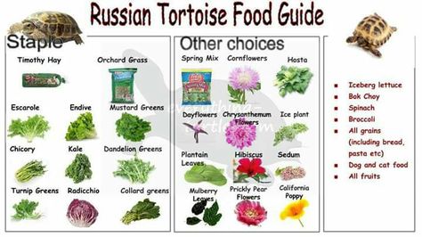 Tortoise food choices Russian Tortoise Care, Box Turtle Food, Broccoli Flower, Russian Tortoise Diet, Tortoise Food, Turtle Care, Tortoise Enclosure, Russian Tortoise, Tortoise Care