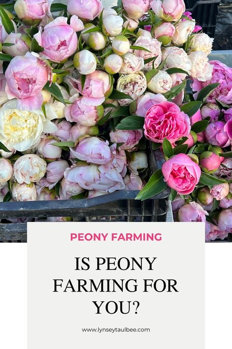 On my flower farm—Muddy Acres Flower Farm—I have thousands of peonies planted. In fact, it's only one of five main flowers I grow. They're beautiful and the demand for them is unmatched. Here's why you should consider growing peonies on your flower farm, too. Peony Farming, Peony Garden, When To Cut Back Peonies, Transplanting Peonies, Peony Care After Bloom, Peony Flower Garden, Tree Peony Varieties, Peony Farm, Serenity Garden