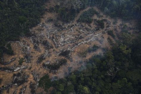 An aerial view of a deforested plot of the Amazon at the Bom Futuro National Forest in Porto Velho, Rondonia State, Brazil, September 3, 2015. REUTERS/Nacho Doce Amazon Rainforest Deforestation, Amazon Deforestation, Brazil Amazon, Amazon Forest, Amazon Rainforest, Environmental Issues, The Real World, Aerial View, Ecology