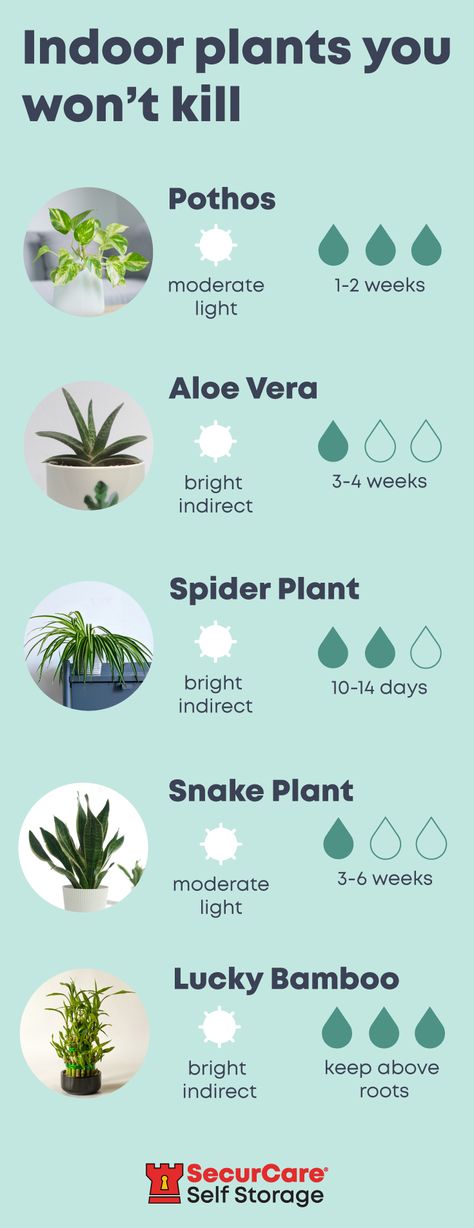 Easy To Care For Indoor Plants, Easy To Care For House Plants, Beginner Friendly Plants, Indoor Plants Safe For Pets, Best Indoor Plants For Beginners, Beginner Plants Indoor Pet Friendly, Easy Indoor Plants, Lucky Bamboo Plants, Plant Help