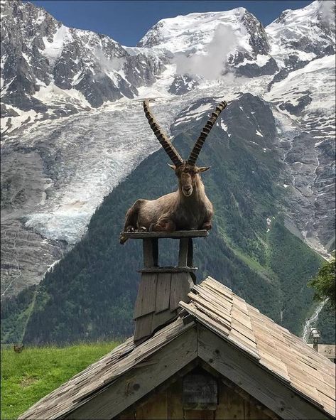 Alpine Ibex, Show Goats, Bighorn Sheep, Animal Antics, Mountain Goat, It's Funny, Wildlife Animals, Sweet Animals, Animal Planet