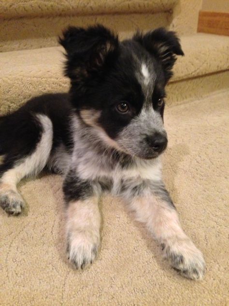 Border collie / Blue heeler mix. <3 Border Collies, Blue Heeler, Animal Love, Border Collie, Adorable Animals, Too Cute, Puppy Love, Cute Puppies, Fur Babies