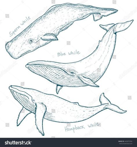 Blue Whale Drawing, Whale Sketch, Whale Drawing, Whale Tattoo, Whale Illustration, Whale Blue, Whale Tattoos, Sperm Whale, Whale Art