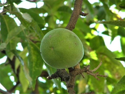 White sapote White Sapote, Islamic City, Cairo Egypt, Fruit